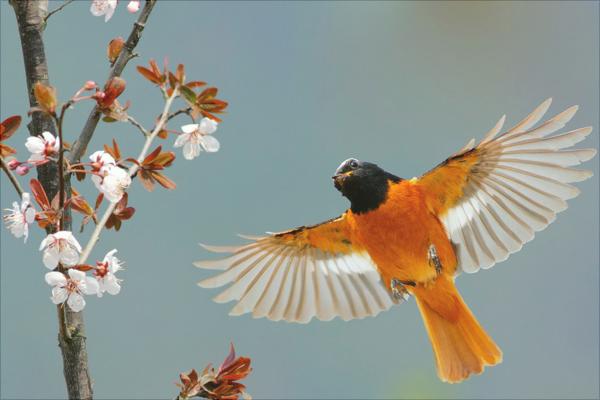 畫眉怎么養(yǎng)？