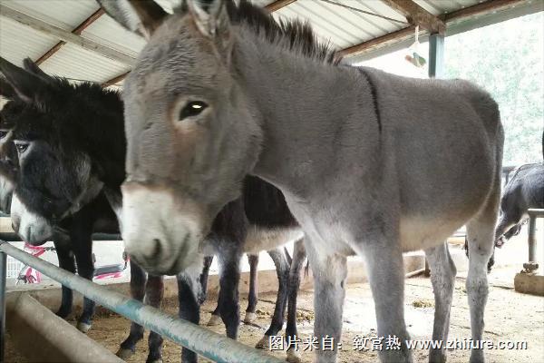 烏頭驢的特點優勢是什么？