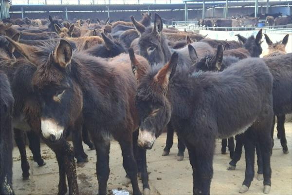 烏頭驢的特點(diǎn)優(yōu)勢(shì)是什么？