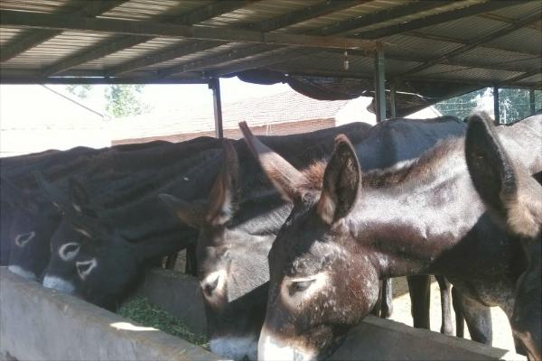 烏頭驢的特點(diǎn)優(yōu)勢(shì)是什么？