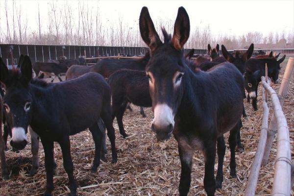 烏頭驢的特點(diǎn)優(yōu)勢(shì)是什么？