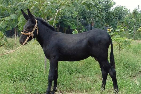 烏頭驢的特點(diǎn)優(yōu)勢(shì)是什么？