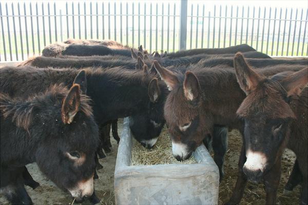 烏頭驢的特點(diǎn)優(yōu)勢(shì)是什么？