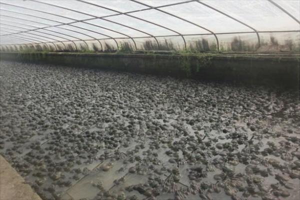 養一畝青蛙能賺多少錢?養青蛙的成本和利潤