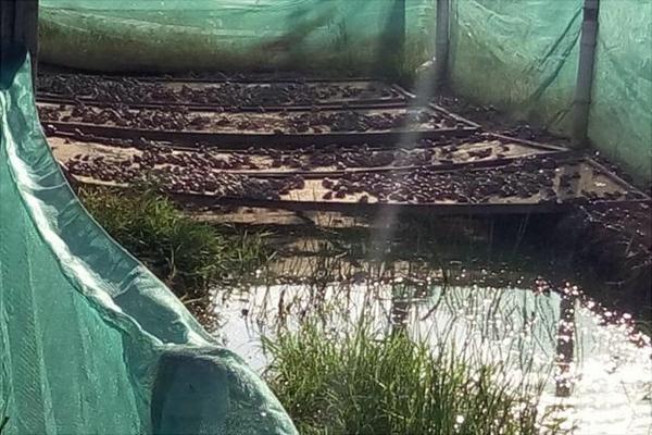 養一畝青蛙能賺多少錢?養青蛙的成本和利潤