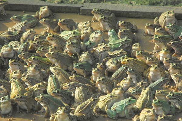 養一畝青蛙能賺多少錢?養青蛙的成本和利潤