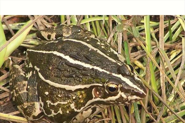 養一畝青蛙能賺多少錢?養青蛙的成本和利潤
