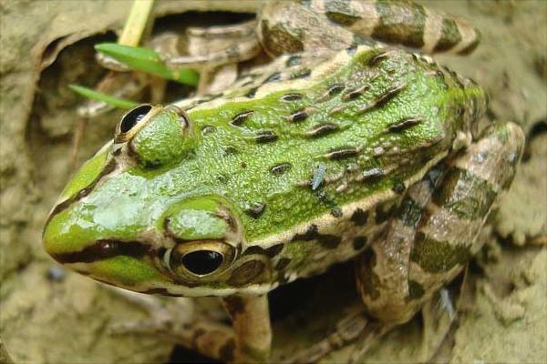 養一畝青蛙能賺多少錢?養青蛙的成本和利潤