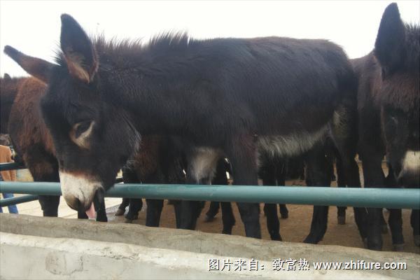 肉驢養殖國家有補貼嗎?