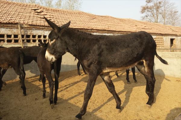 肉驢養殖國家有補貼嗎?