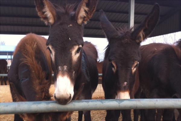 肉驢養殖國家有補貼嗎?
