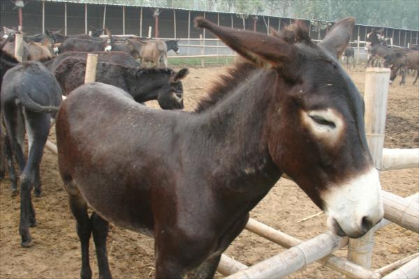 肉驢養殖國家有補貼嗎?