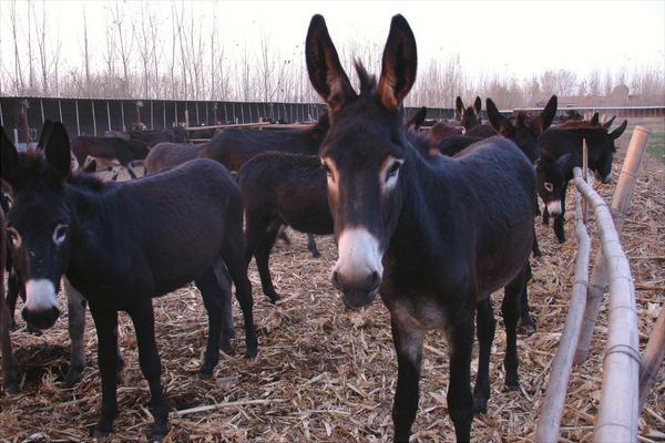 肉驢養殖國家有補貼嗎?