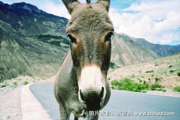 肉驢苗價格多少錢一只?