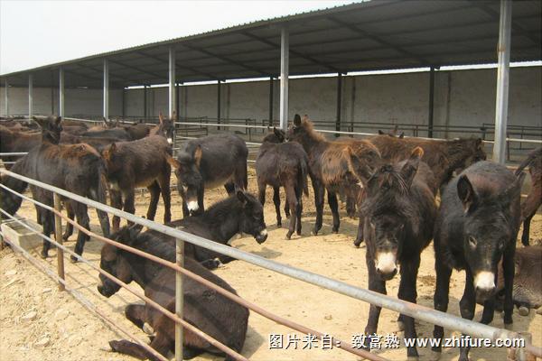 養20頭驢得投資多少錢?