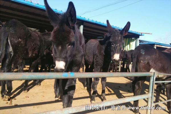 一頭肉驢苗需要多少錢?