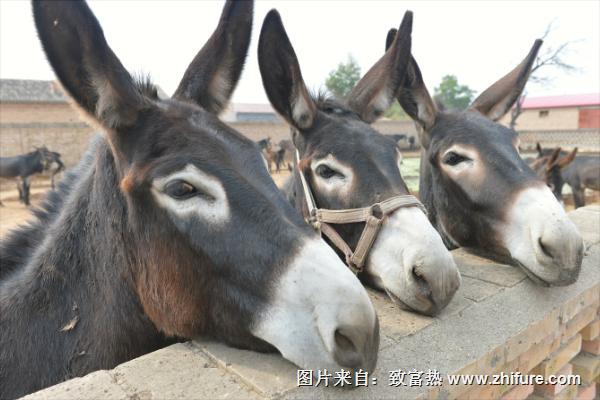 養肉驢有哪些品種？養肉驢什么品種好？