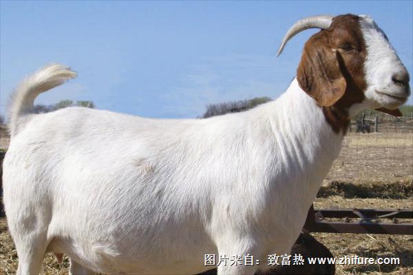 改良波爾山羊和純種波爾山羊的區(qū)別是什么?