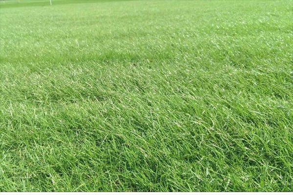 黑麥草什么時候種?怎樣種植黑麥草?