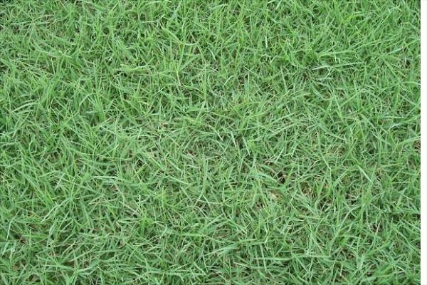 黑麥草什么時候種?怎樣種植黑麥草?