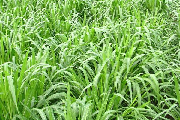 黑麥草什么時候種?怎樣種植黑麥草?