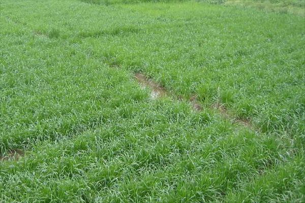 黑麥草什么時候種?怎樣種植黑麥草?