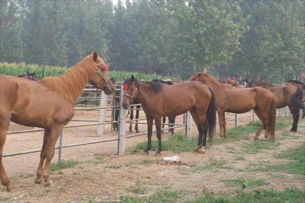養10匹馬能賺多少錢？養馬的成本和利潤