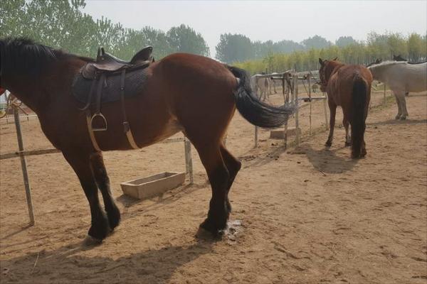 養10匹馬能賺多少錢？養馬的成本和利潤