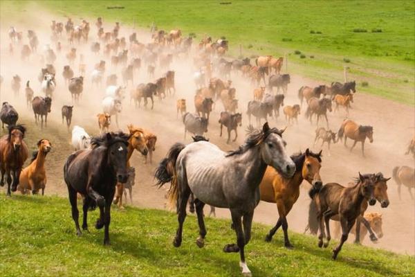養10匹馬能賺多少錢？養馬的成本和利潤