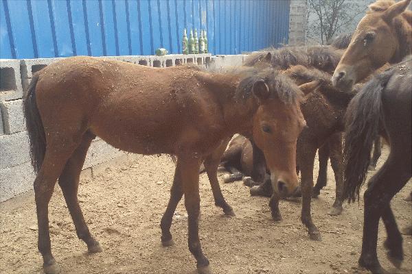 養10匹馬能賺多少錢？養馬的成本和利潤