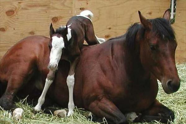 養10匹馬能賺多少錢？養馬的成本和利潤