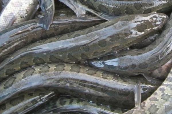 黑魚養殖利潤和成本