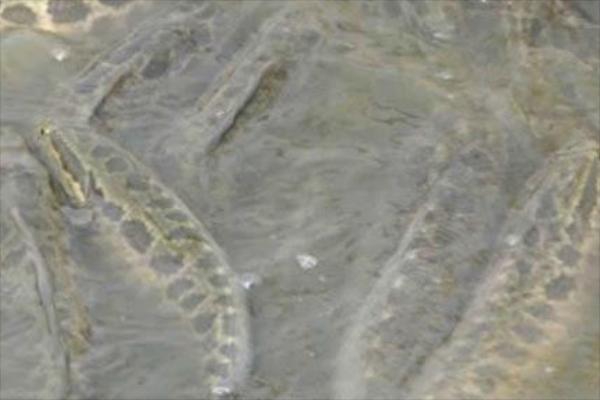 黑魚養殖利潤和成本