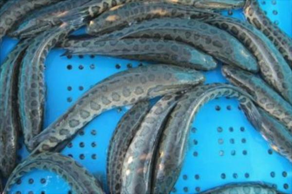 黑魚養殖利潤和成本