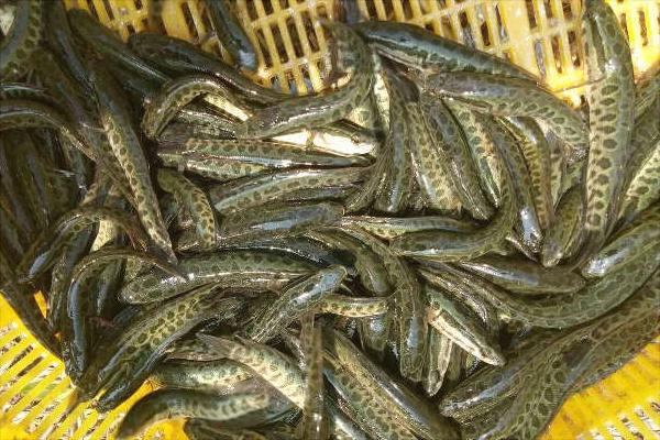 黑魚養殖利潤和成本