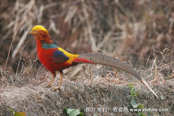 紅腹錦雞吃什么?