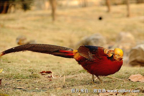 紅腹錦雞是幾級保護動物?