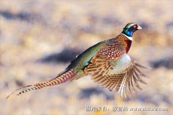 野雞怎么抓?捉野雞最有效的方法