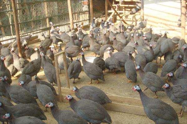 珍珠雞怎么養(yǎng)？