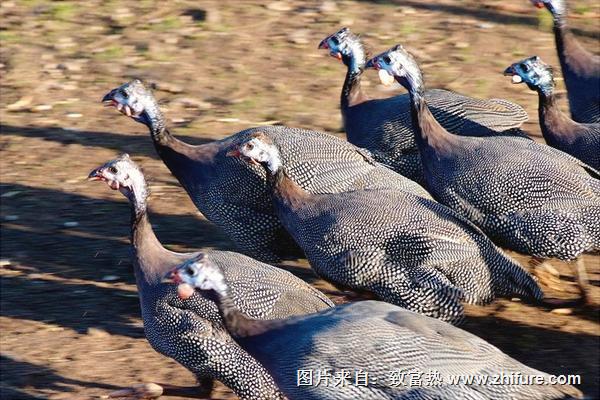 珍珠雞怎么養(yǎng)？