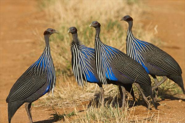 珍珠雞怎么養(yǎng)？