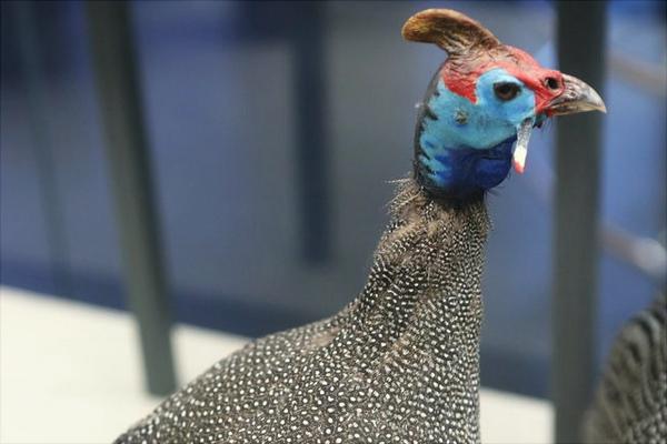 珍珠雞怎么養(yǎng)？