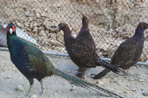 珍珠雞怎么養(yǎng)？