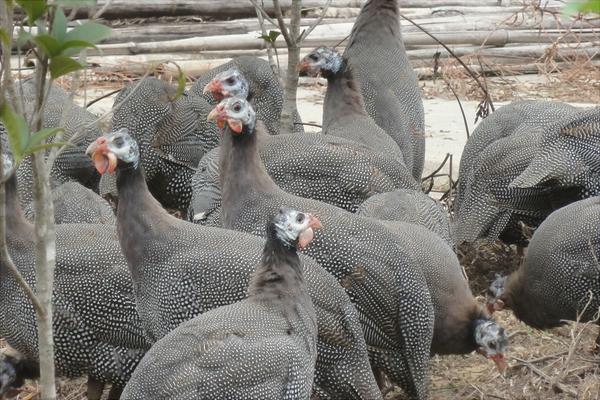 珍珠雞怎么養(yǎng)？