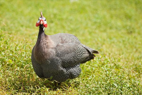 珍珠雞怎么養(yǎng)？