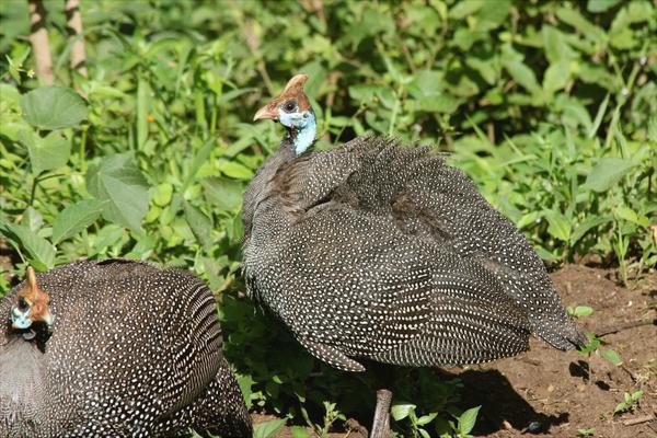 珍珠雞怎么養(yǎng)？