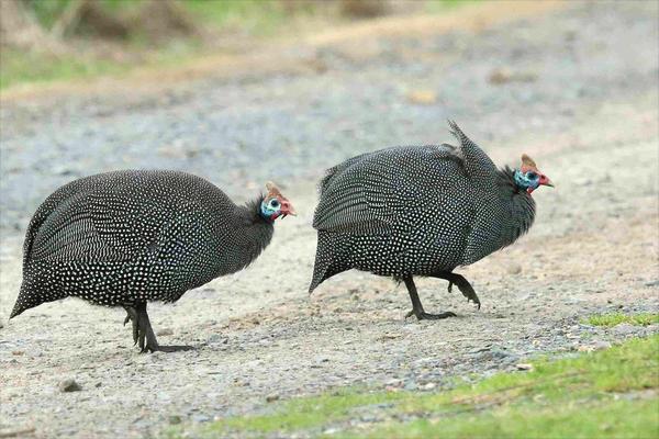 珍珠雞怎么養(yǎng)？