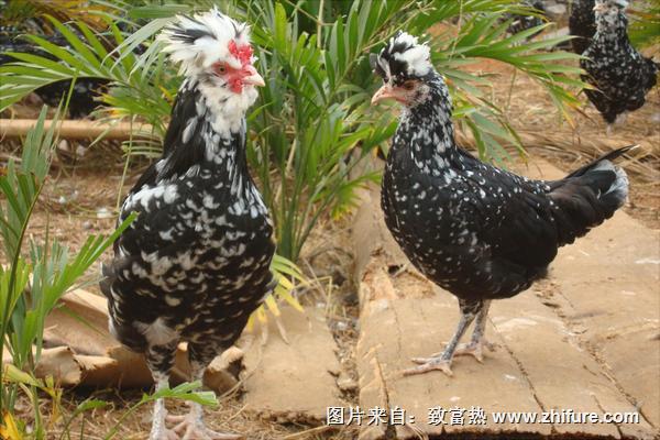 貴妃雞幾個月下蛋？