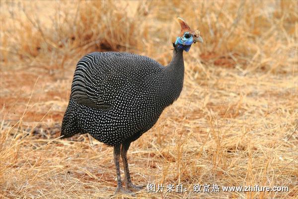 珍珠雞苗價格多少錢一只？