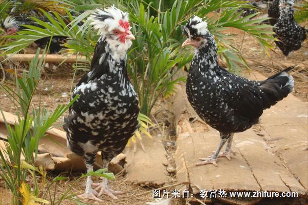 貴妃雞怎么分公母？